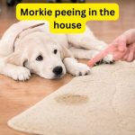 Morkie peeing in the house