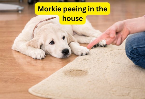 Morkie peeing in the house