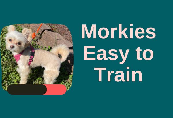 Morkies Easy to Train