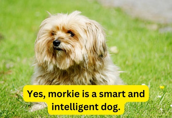 Are morkies smart dogs