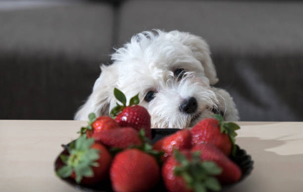 Can Morkie Eat Strawberry