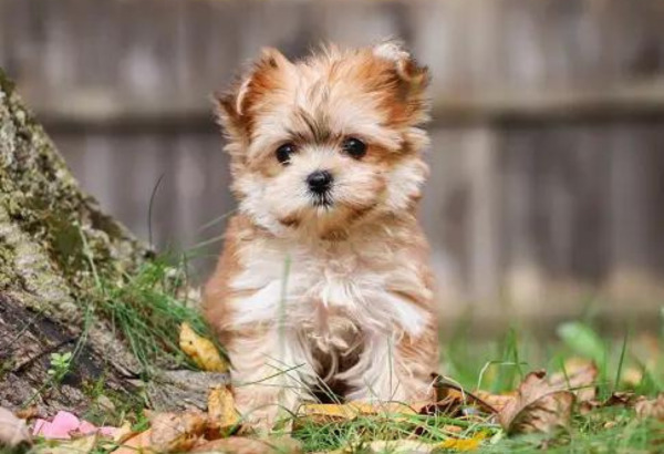 Morkie Puppies for sale under $500