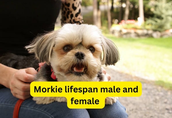 Morkie lifespan male and female