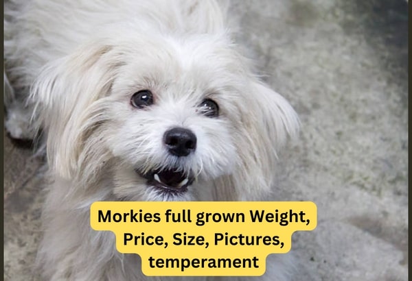 Morkies full grown