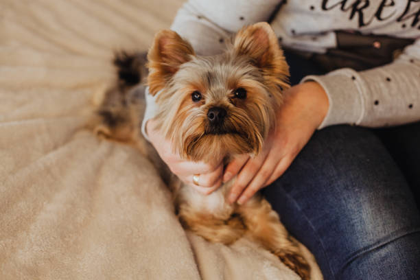 how to take care of a morkie