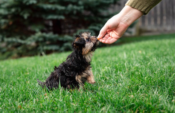 black morkie pictures 