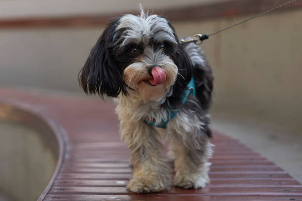 black morkie pictures 