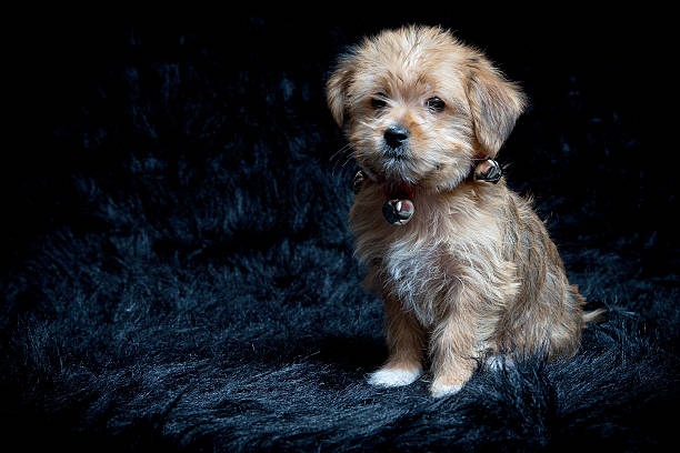 morkie pictures full grown And white morkie full grown (13)