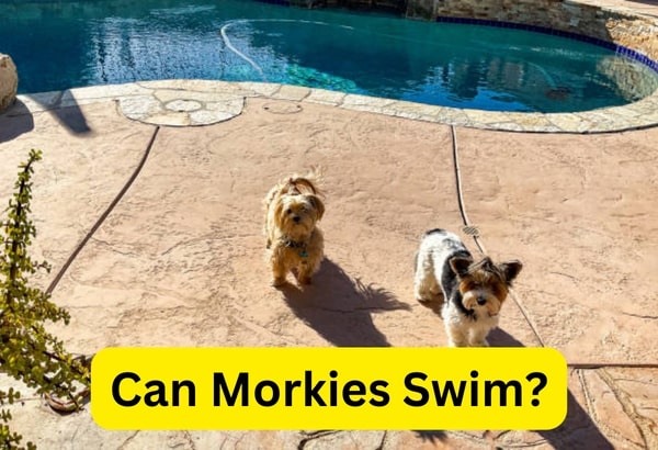 Can Morkies Swim