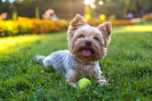 how much are morkie puppies worth