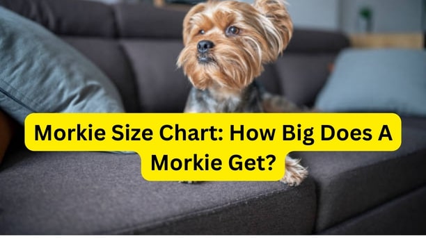 Morkie Size Chart teacup morkie weight teacup morkie size